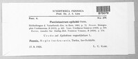 Pucciniastrum epilobii image